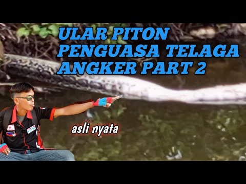 ULAR PITON PENGUASA TELAGA ANGKER PART 2