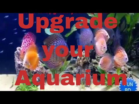 Aquarium Ideas from InterZoo 2012 - Aqua How To upgrade your aquarium Setup water change routine