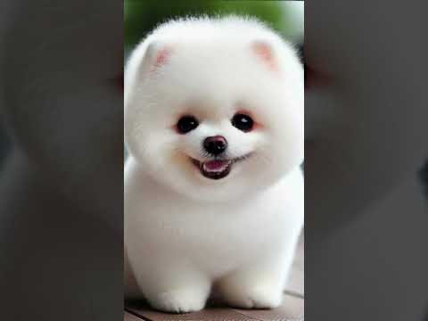 APT Song Dog Version - Adorable Mini Pomeranian Sings #funny #dog