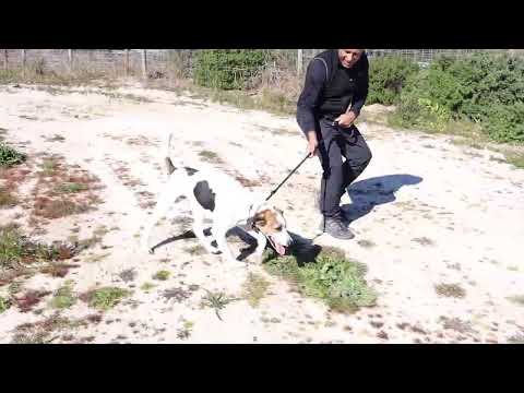 Vídeo de NALOO
