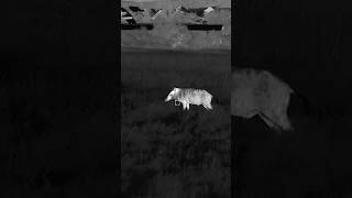 🎬 „Das Schmalschaf und der Keiler - Sau &amp; Muffeljagd im Hunsrück“ jetzt auf Hunt on Demand ansehen!