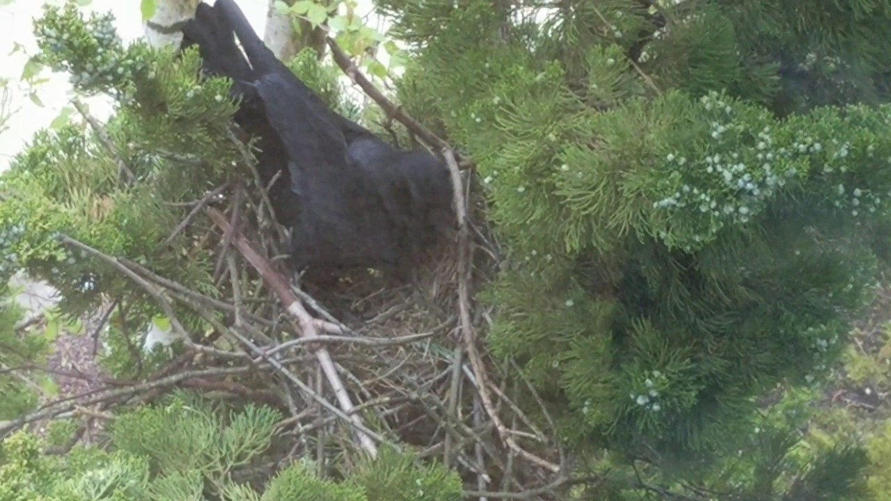 Crow building a nest