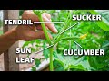 How To Prune Cucumber Plants, Grow Cucumbers NOT Leaves!