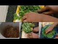 Palak Dhal Curry For Beginners Cleaning Chopping Cooking