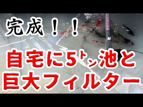 鯉の池の作り方: 作成と維持のヒント トピックス