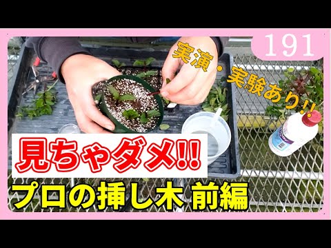 スイカズラの挿し木はいつ、どのように行うのですか?この植物をうまく繁殖させるためのチュートリアルとビデオは次のとおりです。  庭園