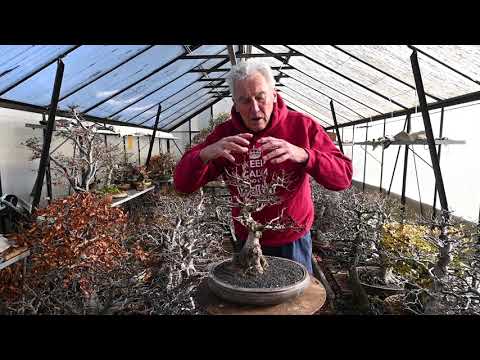 Thickening the Trunk of your Bonsai