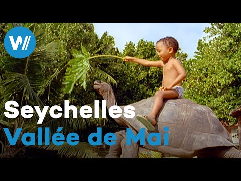 Vallée de Mai - Home of the Legendary Coco de Mer in the Seychelles | Treasures of the World