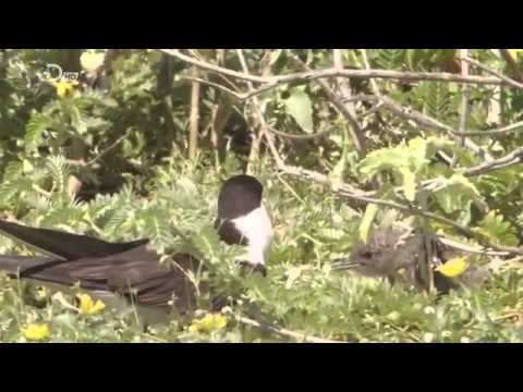 Paradies auf Erden - Naturwunder Hawaii - Teil 3