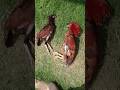 What S Happened To My Birds