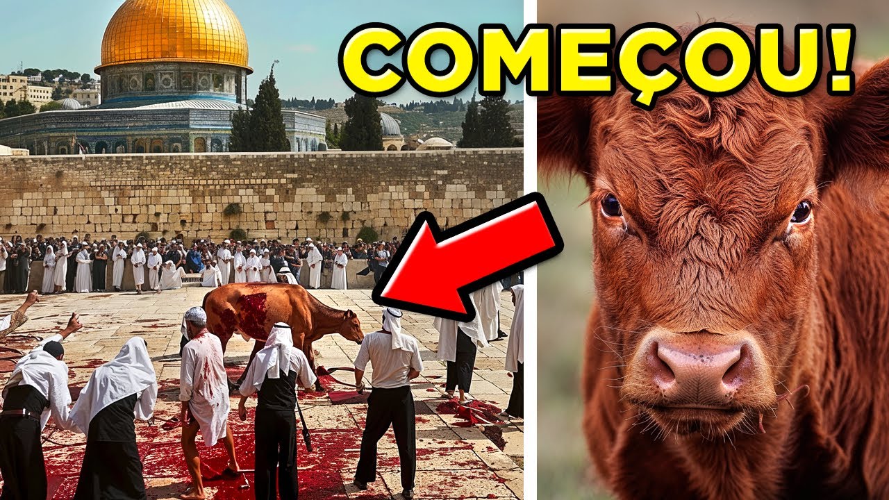 A NOVILHA VERMELHA ESTÁ SENDO SACRIFICADA EM ISRAEL DEPOIS DE 2000 ANOS?