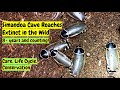 Simandoa conserfariam Cave Roach Extinct
