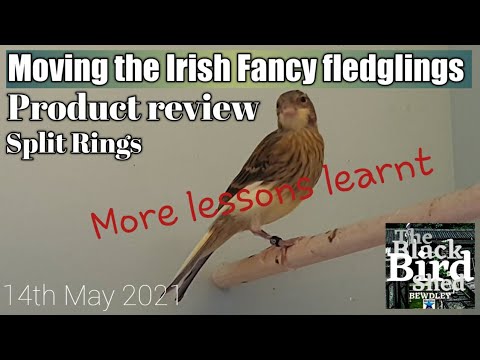 Irish Fancy Canary young leave their parents. 14/05/21