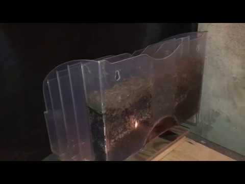 Premier Teaser! Worm Cocoon Nursery 50-Day Time-Lapse Debut