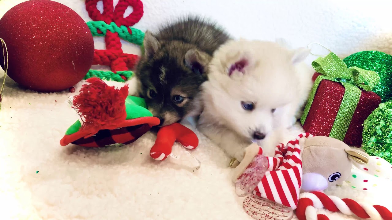 Home puppies