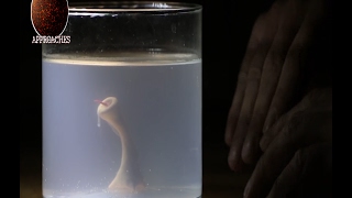 Man creates Monster in his basement with Sperm and Chicken Egg - Home Alchemy!