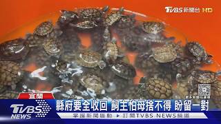 保育類柴棺龜又生了 池中堆疊 轉讓卡關