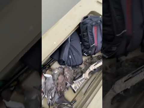 Beavertail finall attack sneakboat duck hunting