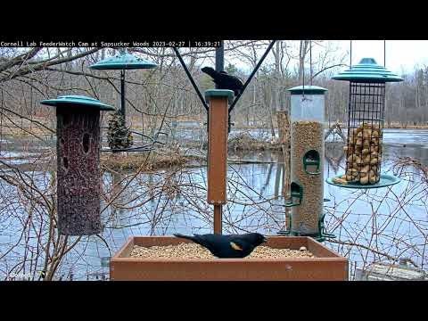 Red-winged Blackbirds Arrive for a Feeder Party! February 27, 2023