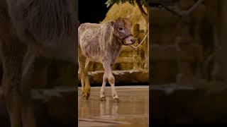 NOAH | Meet the Animals | Sight &amp; Sound Theatres® #musicaltheatre #animalactors