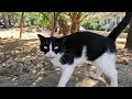Tuxie The Cat Asks Me For Food With Her Cutest Meows And Trills