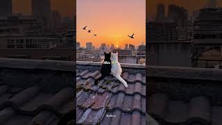 Download lagu Khudaya Khair || Tu Hawa Mein Zameen || aesthetic status || whatsapp status || #song #shorts mp3 Download lagu Khudaya Khair || Tu Hawa Mein Zameen || aesthetic status || whatsapp status || #song #shorts mp3