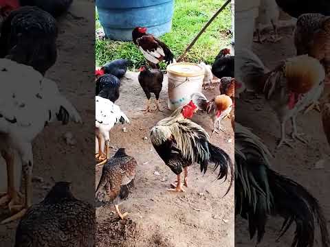 sítio Comodoro mato Grosso