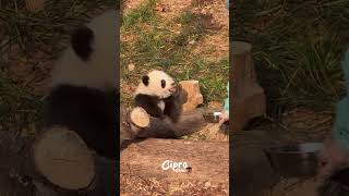 Este Pandita no quiere comer #viralvideo