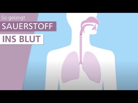 Wie funktioniert die Lunge? | Stiftung Gesundheitswissen