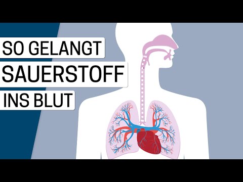 Wie funktioniert die Lunge?