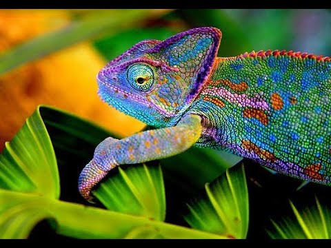 Amazing animals video (गिरगिट)|| animal planet || Yagnesh Majethiya