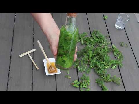 download lagu mp3 mp4 Spruce Tincture, download lagu Spruce Tincture gratis, unduh video klip Spruce Tincture