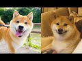 Shiba Inu Funny And Cute Videos And Tik Toks Compilation