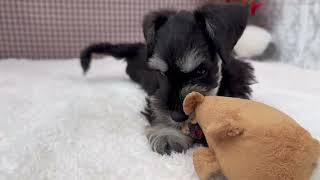 ミニチュアシュナウザーの動画01