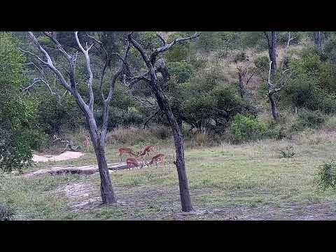 Djuma: Impala males sparring - 15:44 - 04/12/2022
