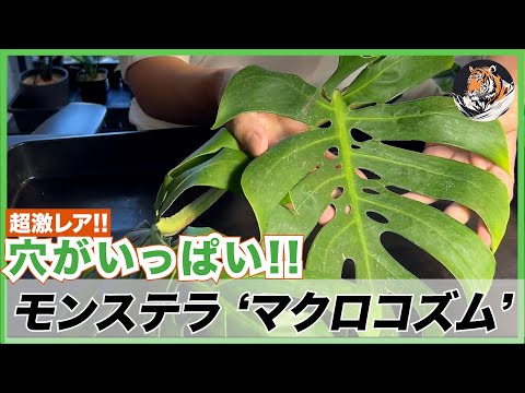園芸 茎のないカンピオン