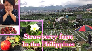 preview picture of video 'Huge Strawberry Farm in the Philippines, LaTrinidad'