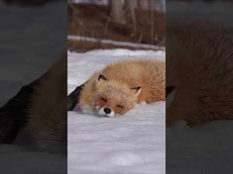 أغرب 10 حيوانات يربيها الأنسان في المنزل | رقم 2 مستحيل تتخيله!