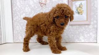 トイプードルの動画01