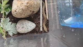 餌用の虫を捕まえよう！(ニホントカゲ)