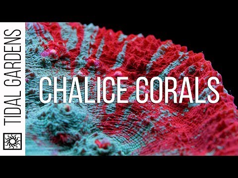Chalice Coral Care Tips