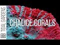 Chalice Coral Care Tips