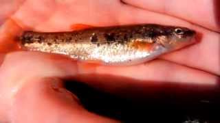 preview picture of video 'Blacknose dace (Rhinichthys atratulus) ID'