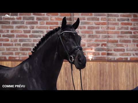 Comme Prévu *2013 by Comme il faut x Quinta Real | Sosath Stallion Show 2023