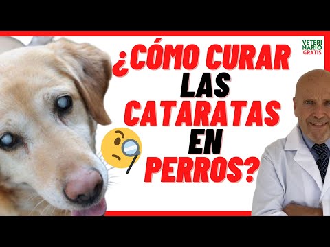 ✅ How to CURE ❌ CATARACTS IN DOGS ❌ PRICE of the OPERATION ✅ Causes and Symptoms