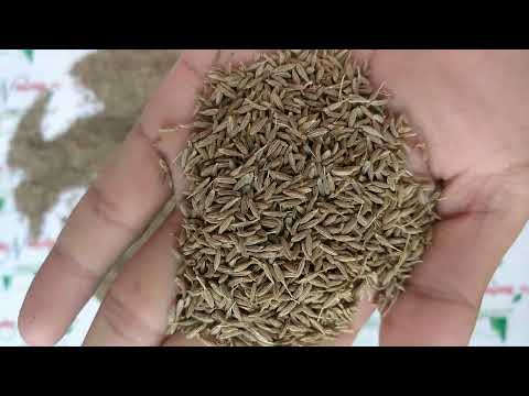 Cumin Seeds - Jeera