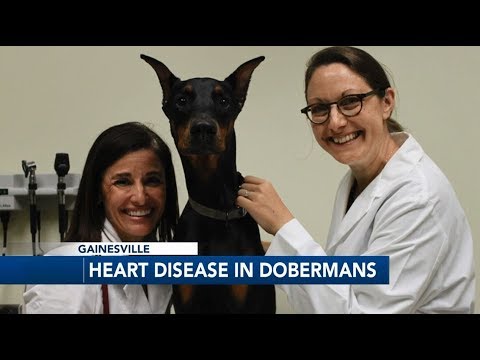Heart Disease in Doberman Pinschers
