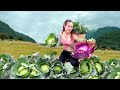 Cabbage Harvest Toad Fruit Go market sell - Cooking Gardening | Ngân Daily Life