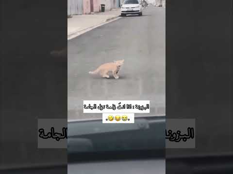 البزونه ما ردنه الطلايب بس تجي كوه 🤣#لايك_اشتراك#ستوريات#واتباد#ميمز#ميمز_ضحك#العراق#اكسبلور#shorts