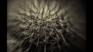 Morphine - GONE FOR GOOD